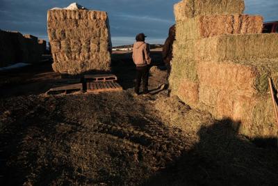 Young Navajo men sell bales of hay at a hay market on December 16, 2021 in Gallup, New Mexico.