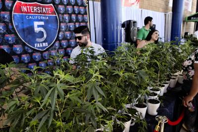Marijuana clone plants are displayed for sale by Interstate 5 Farms at the cannabis-themed Kushstock Festival at Adelanto, Calif., on Oct. 20, 2018.
