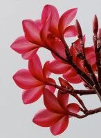 plumeria-146x200.jpg