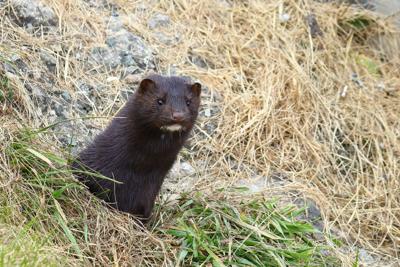 mink