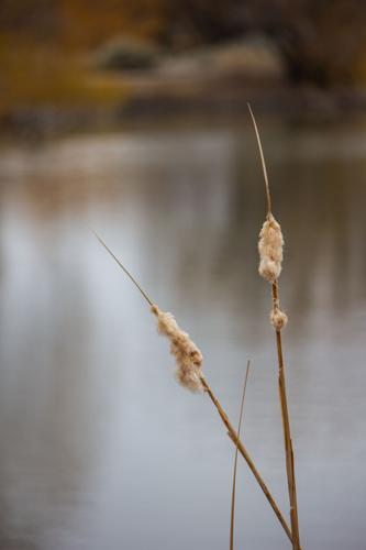 Reynolds Pond-2