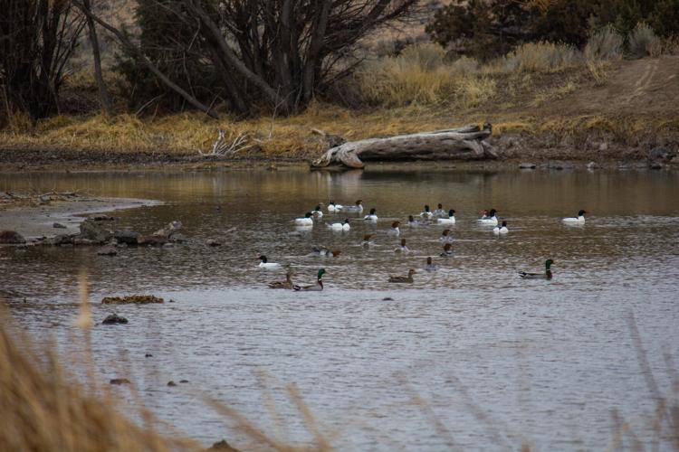 Reynolds Pond-4