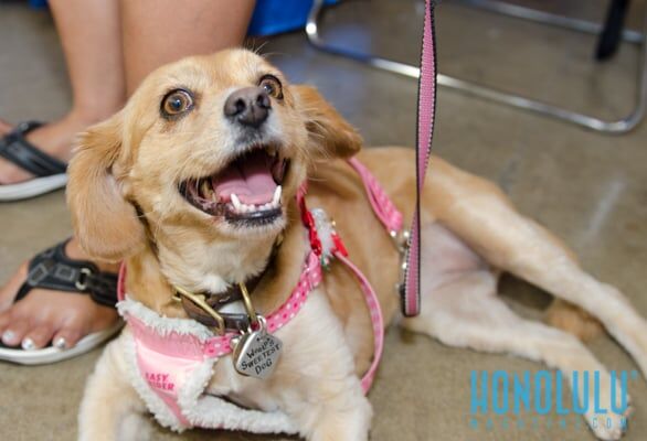 40244 Hnlmagpetexpo2014hnlmagkbp 4576
