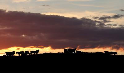 Home on the range