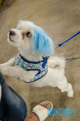40259 Hnlmagpetexpo2014hnlmagkbp 4624
