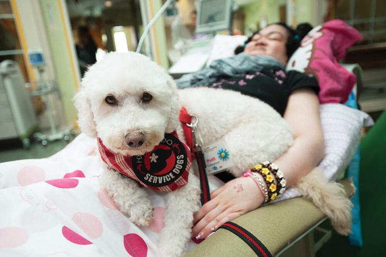40663 1024amhawaiifidoservicedogs1.1