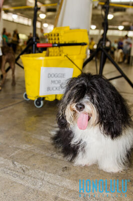 40278 Hnlmagpetexpo2014hnlmagkbp 4683
