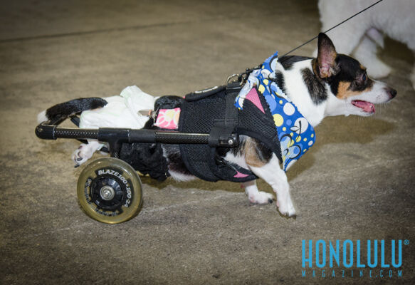 40251 Hnlmagpetexpo2014hnlmagkbp 4594