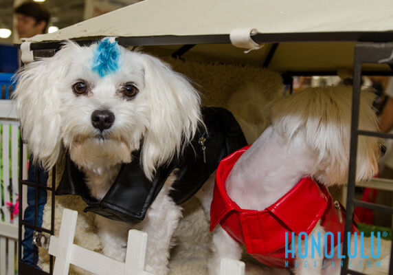 40246 Hnlmagpetexpo2014hnlmagkbp 4582