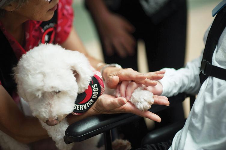 40664 1035amhawaiifidoservicedogs6.1