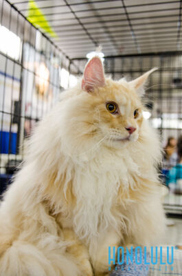 40282 Hnlmagpetexpo2014hnlmagkbp 4704