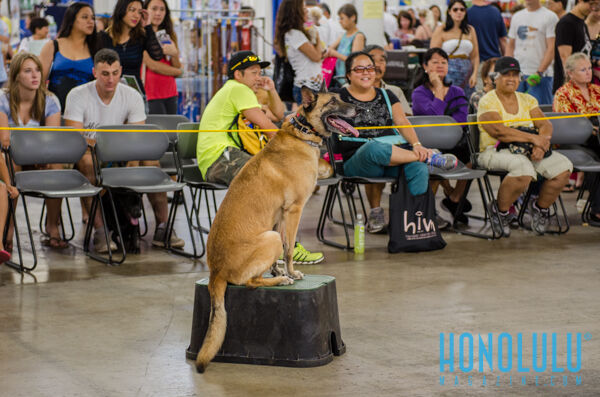 40236 Hnlmagpetexpo2014hnlmagkbp 4545