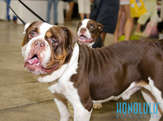 40289 Hnlmagpetexpo2014hnlmagkbp 4734