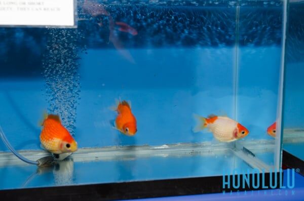 40311 Hnlmagpetexpo2014hnlmagkbp 4807