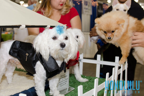 40305 Hnlmagpetexpo2014hnlmagkbp 4792