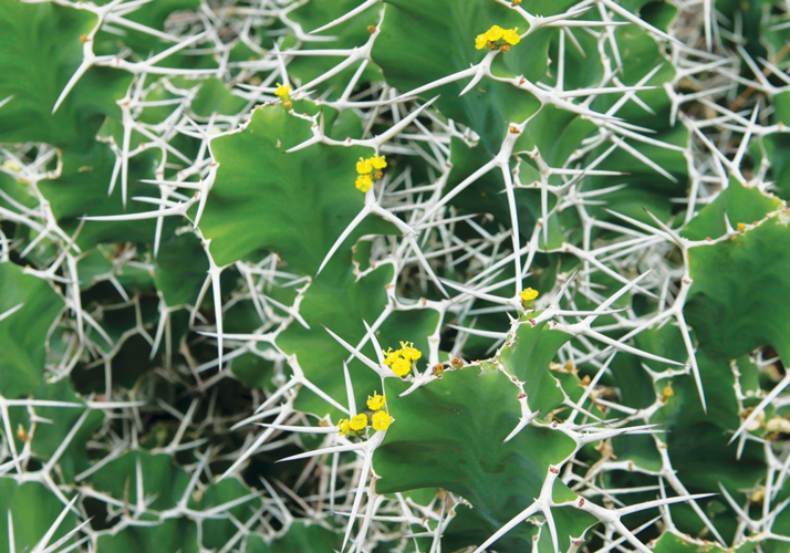 44088 Bohfun Cactus