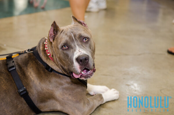 40293 Hnlmagpetexpo2014hnlmagkbp 4748