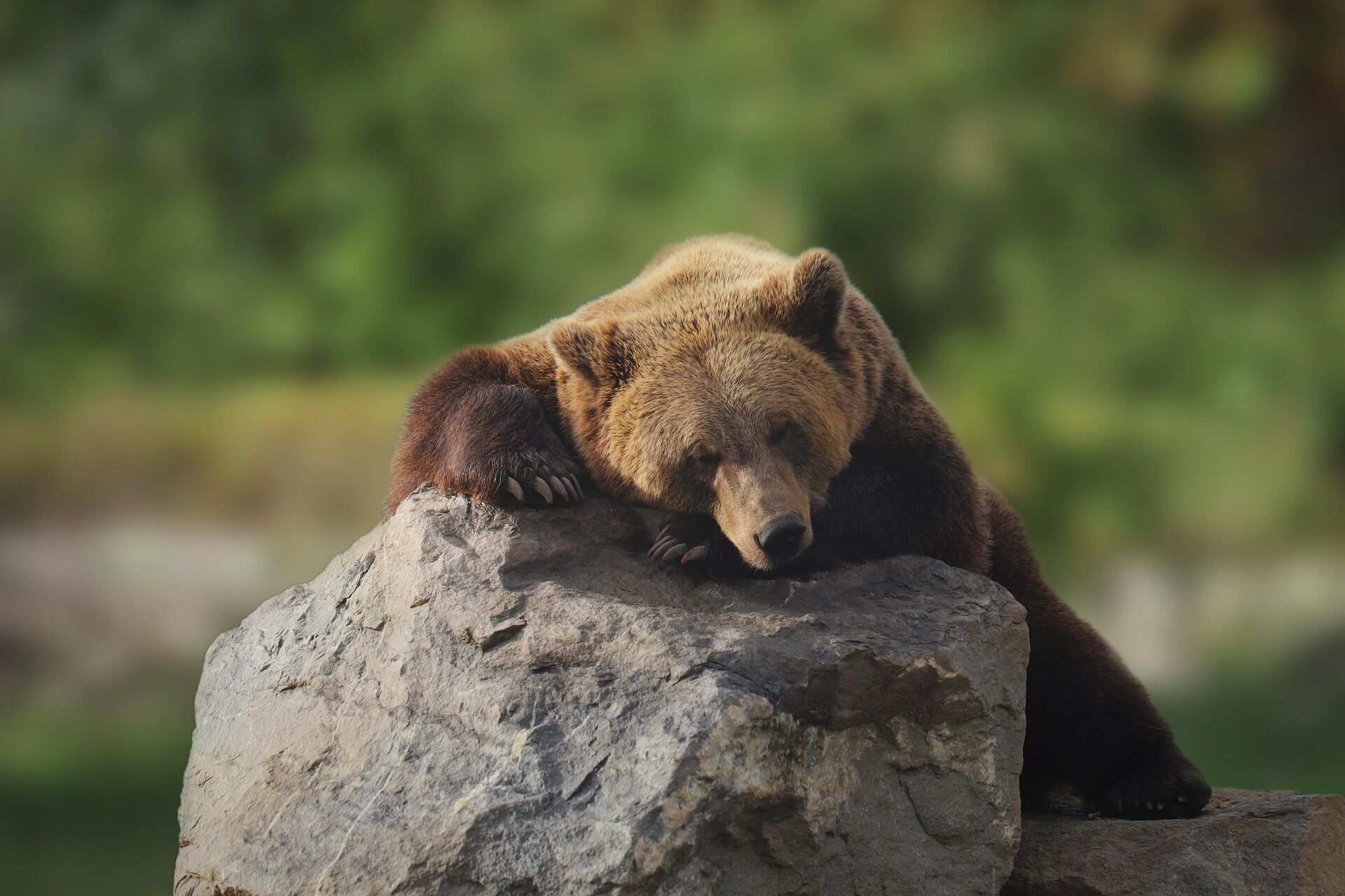 Bears