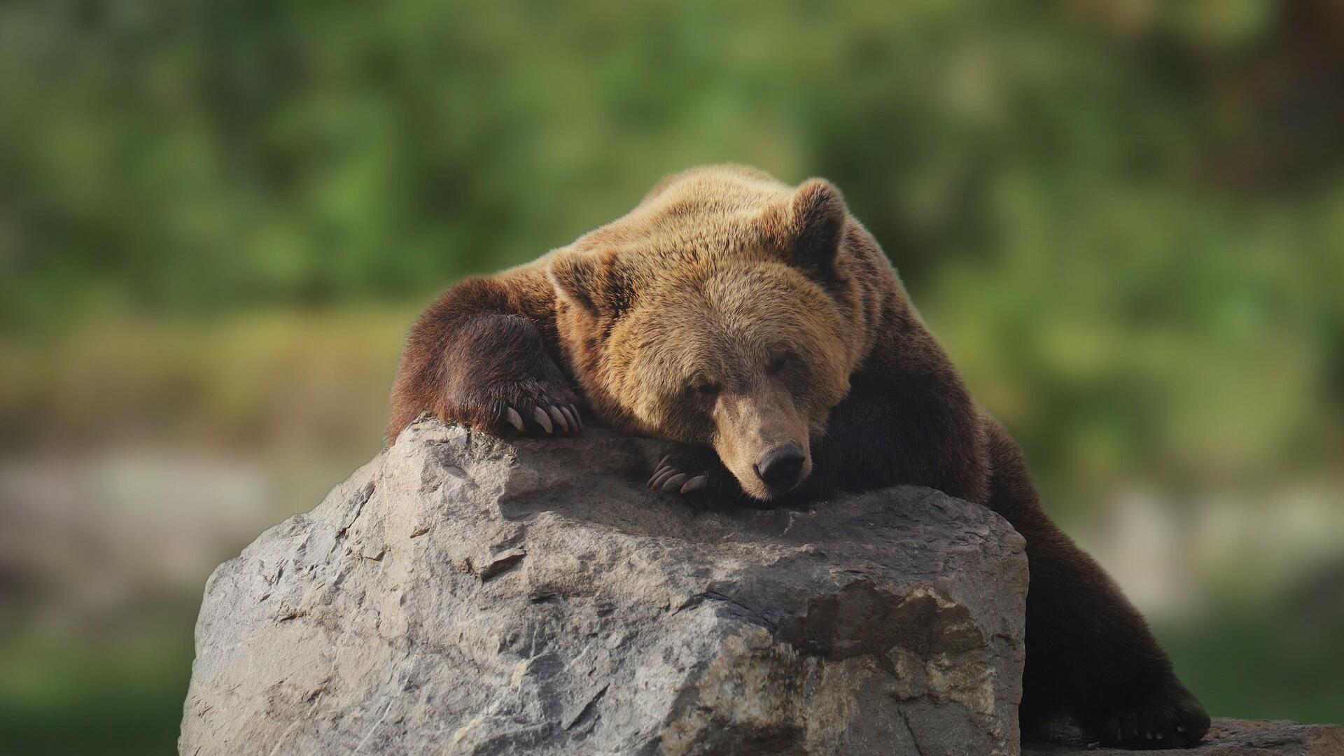 Bears