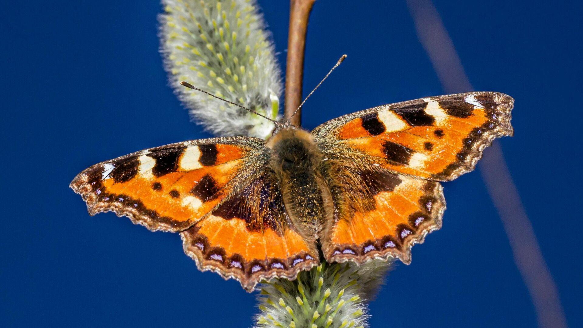 Butterfly Image