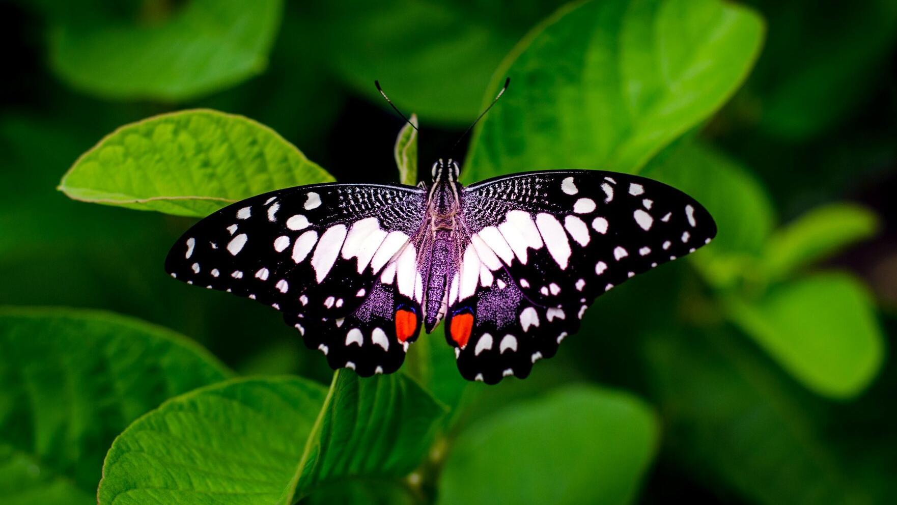 Butterflies: Nature’s Living Art (Image presentation mode article) (masthead)