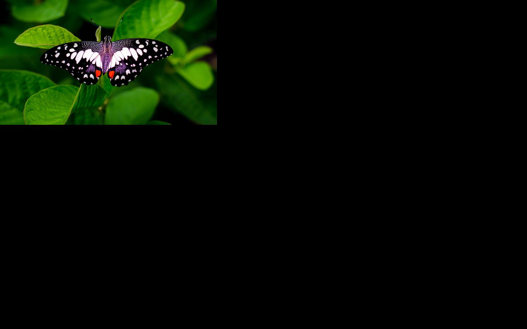 Asset-image