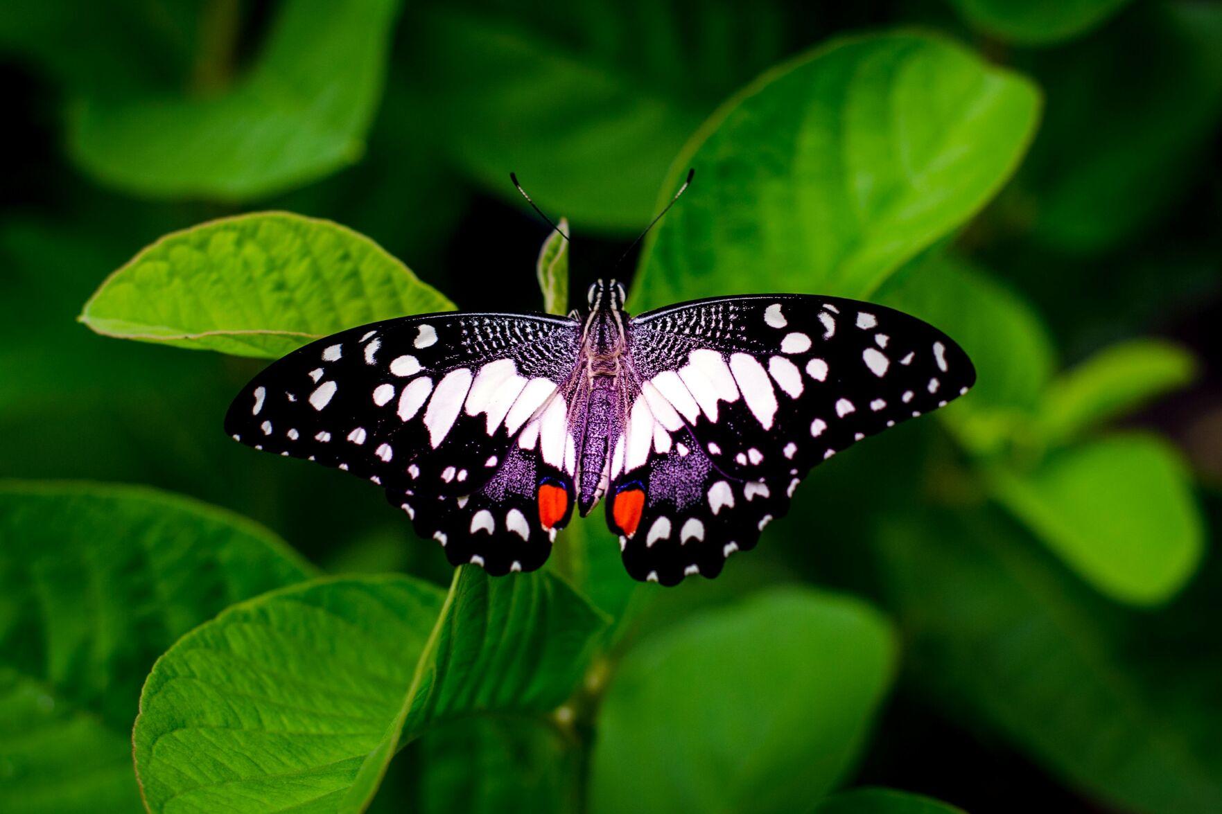 Butterflies: Nature’s Living Art (Image presentation mode article) (masthead)