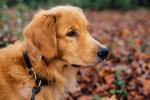 Cutest Pet Contest