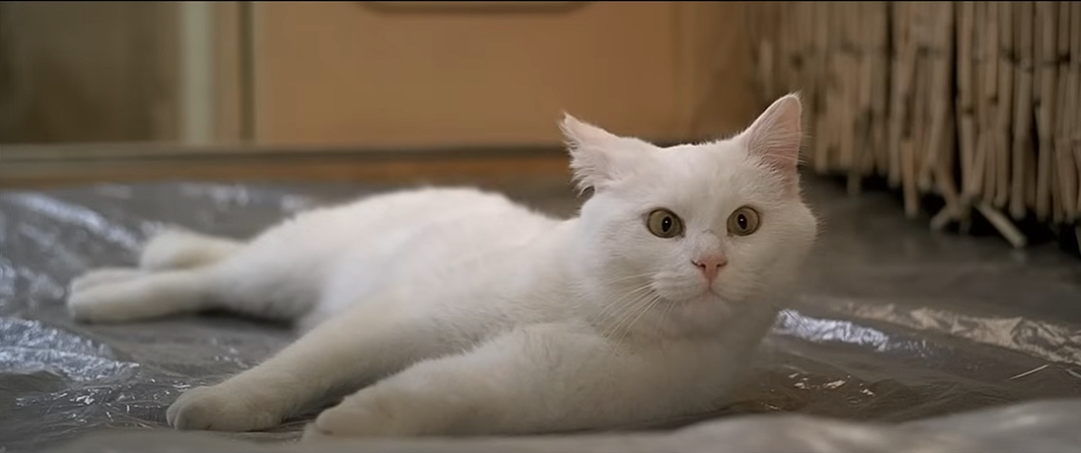 The Fifth Element Cat