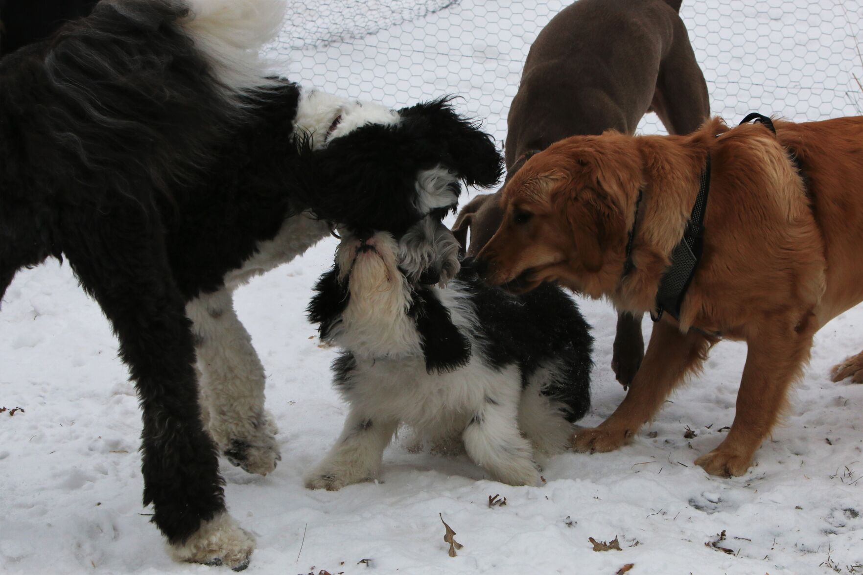 dogparty.jpg