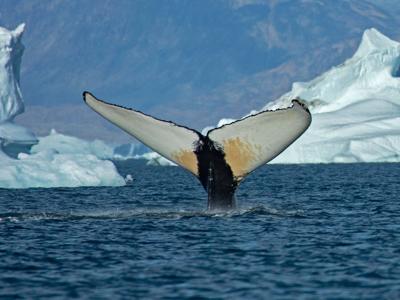whalefin_featured