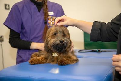 Huxley, un perro que participó en el estudio de Cambridge