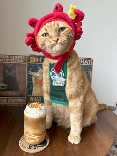 ‘We’ve spent $20,000 on our tabby to turn her into a coffee-making cat barista’