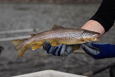 Hoot-howl fishing restriction - FWP