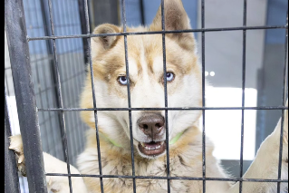 Lincoln County Animal Shelter