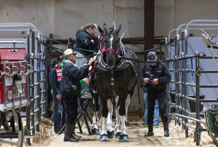 31st annual Big Sky Draft Horse Expo in Deer Lodge