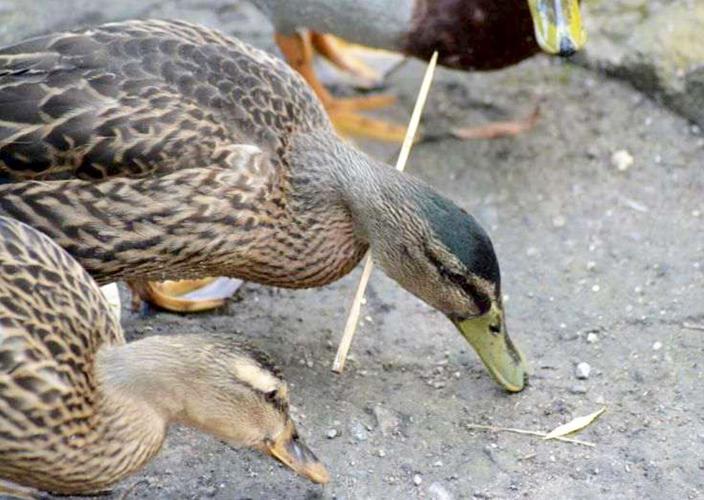 Adorable duck is able to swim, feed and fly – with kebab skewer poking through neck