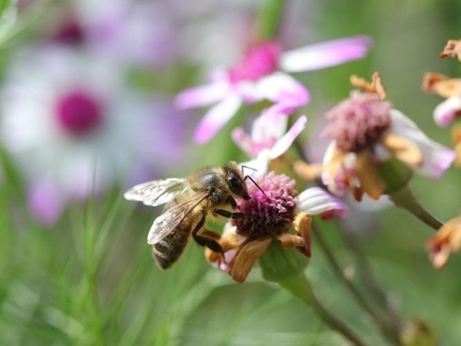 Letting weeds grow now could help bees at their toughest time of year, shows study