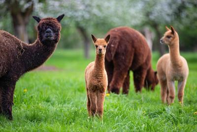 Detectan por primera vez gripe aviar en alpacas