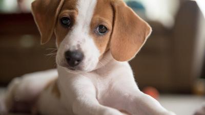 The pros and cons of owning a beagle