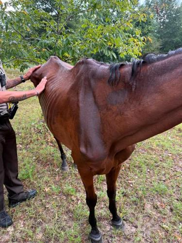horses rescued 1.jpg