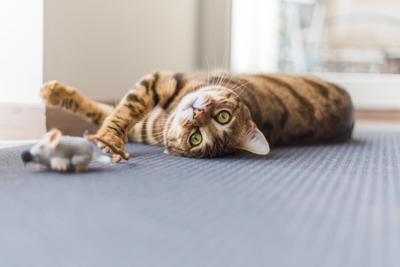 Tanto a los perros como a los gatos les puede encantar el juego de 'traer', según un estudio
