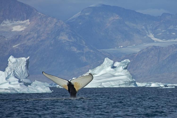 Whales drawn to “feeding frenzies” within Arctic Circle by warming waters