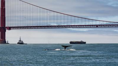 grey whales in san francisco bay