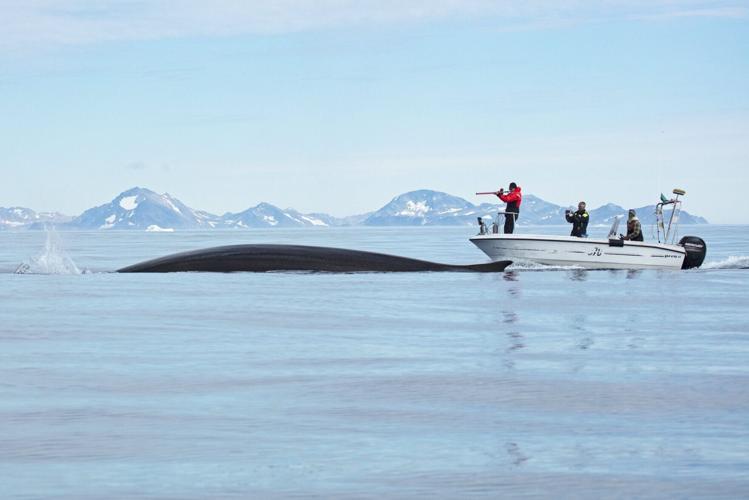 Whales drawn to “feeding frenzies” within Arctic Circle by warming waters