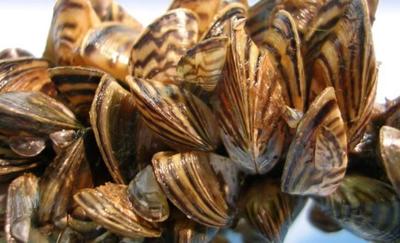 invasive zebra mussels