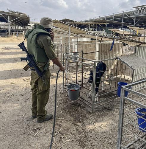 Soldiers gives water to calf