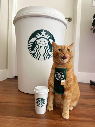 ‘We’ve spent $20,000 on our tabby to turn her into a coffee-making cat barista’