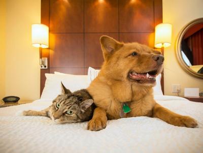 Go-To Pet-Friendly Accommodations for Affordable and Reliable Last Minute Stays - image