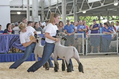 Livestock show